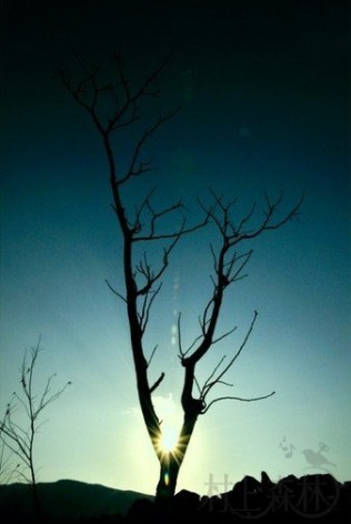 村上春树：夏日的黑暗